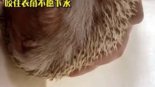 国外小哥家的非洲迷你刺猬，天生怕水不爱洗澡。没想到女友温柔以待，竟沉迷泡澡无法自拔