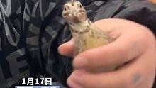 男子手握鹌鹑无论如何摆动鹌鹑脑袋岿然不动胜过云台