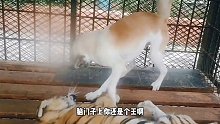 狗剩：你打听打听城北众狗孰猛！大脑斧：你真可爱