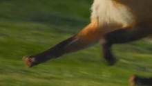 在扛着相机有可能被抢x的旧金山，连狐狸都会“偷东西”。#野生动物顾莹#极限寰宇#抖音自然