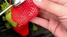 春节过后就是立春啦，非常适合播种草莓，阳台庭院都可以种#草莓 #奶油草莓 #阳台种植 #种植