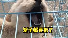 这狗不拆家，就是有点爱啃笼子#动物的迷惑行为 #狗狗