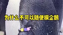 企鹅可以随便摸嘛？为什么不摸摸它？