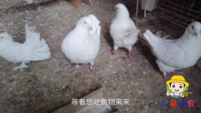 早晨起床去喂鸽子，带大家一块去看看，有没有下蛋的？