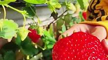春节过后就是立春啦，非常适合播种草莓，阳台庭院都可种植#奶油草莓#草莓#阳台种植
