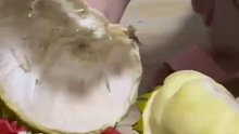 女子开出超饱满榴莲