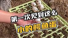 第一次见到这么小的鳄鱼蛋#鳄珍 #鳄鱼
