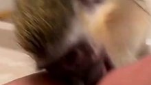 养一只猴子是什么体验？