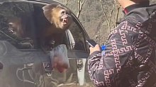 自己动手丰衣足食！游客开车未关窗遭猴子“半路拦劫”