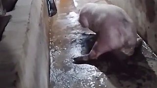 卷内饲养的猪 一般都缺少运动量