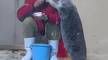 怎么会有这么可爱的海獭宝宝……我能循环看一天
