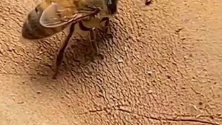 为什么蜜蜂蛰人自己会s？看了视频就懂了