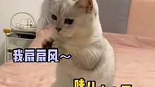 #猫：有没有人为我发声 求求你了，有事好说，别直接扔技能#猫咪 #专治不开心 红薯cr：是臭蛋呀