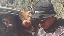 猴子跑到车里拿苹果吃，拿到后开心咧嘴大笑…