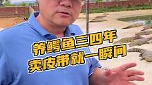 一条鳄鱼皮带要养三四年，你觉得够不够？#真皮皮带推荐 #鳄鱼 #鳄鱼养殖场