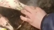 新生牛犊呛羊水呼吸困难，牧民用烟刺激牛犊咳出羊水