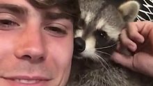 国外小哥养了只浣熊，小哥特别喜欢摸它下巴，它以为摸下巴是在表达爱意。