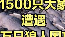 当1500只大象遭遇1万只狼人围攻！ #大片即视感 #单机游戏