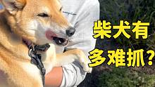 我家柴犬又跑了！抓了半个小时！邻居看我像看傻子！