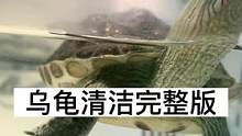 记录乌龟清洁的全过程#记录真实生活 #奇妙的动物 #玻璃缸中的大自然