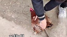 男子一个圈两条线，无接触“封印”一只鸡，这是什么原理，好神奇