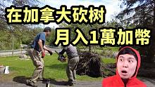 多伦多暴风吹倒大树，韩国大叔发家致富！