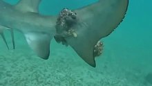 海洋垃圾缠绕，鲨鱼游得好困难
