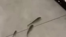 台风过后，一楼的业主家被淹，游来四条鱼……-