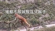 谁都不服就服这只猴子