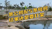 一条公鳄配5条母鳄结果还是要打架盛#豆豆鞋 #鳄鱼 #鳄珍