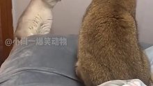 白猫：你就是个舔猫