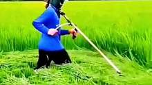 #除草剂 #助力三农 #环嗪酮 #环嗪酮除大树竹子灌木杂草 #抖音助农