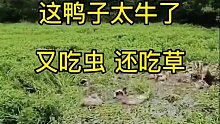这群鸭子超级牛