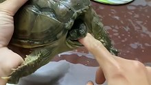 如果被乌龟咬住了该怎么办？