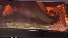 腌制过的鱼在烤箱里突然跳起