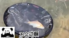 老夫钓鱼十几载没想到被鱼给骗了