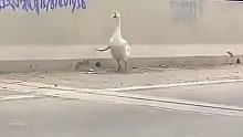 这可怜的大鹅……好像在长途跋涉去找自己那练功夫的熊猫儿子