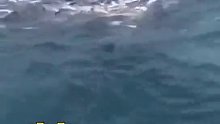 鲸鱼超声波震晕鱼群，路过渔民趁机捡漏，网友：这是趁鱼之危啊