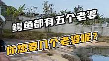 鳄鱼都有五个老婆呢，你想要几个老婆？#鳄珍 #鳄鱼