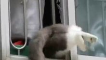 猫咪钻窗户回家，两条“鸡腿”差点回不了家