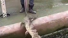好奇害死狗，这鳄鱼的咬合力真是惊人