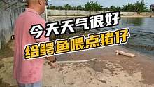 今天天气很好，给鳄鱼喂点猪仔吃。#鳄珍 #鳄鱼