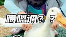 你会唱“噶”嗯调吗？#谢#哦嗯调 #鳄鱼 #鳄鱼养殖场