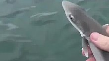 这小鲨鱼好像在说什么
