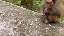 超级友好的小猴分享花生给你吃