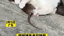猫咪搂着老鼠睡觉，这是爱情还是伙食？