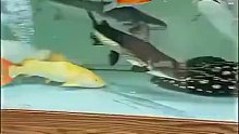 金鱼刚进鱼缸没多久时，就遭到大鱼捕食