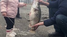 微山湖野生十斤鳜鱼两吃