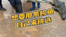 想要那条鳄鱼自己来挑选#鳄珍 #鳄鱼 #商务鞋 #盛