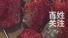网友发现茉酸奶店的冰柜内，摆放的草莓已经腐烂变质，店方：新员工操作失误导致。#社会新闻